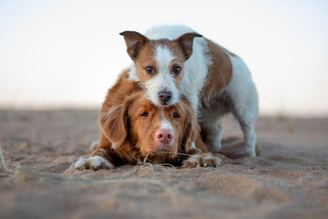 two dogs on the sand sunset. Nova Scotia Duck Tolling Retriever and a Jack Russell terrier on...