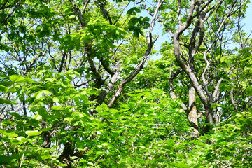 Russia, Vladivostok. Deciduous forest on the island of Shkot in June