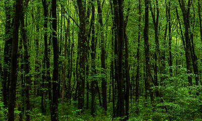 green trees in forest