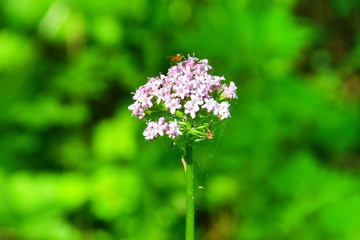 Russia, Vladivostok, flora of the island of Shkot. Valeriana, (Valeriana alternifolia)