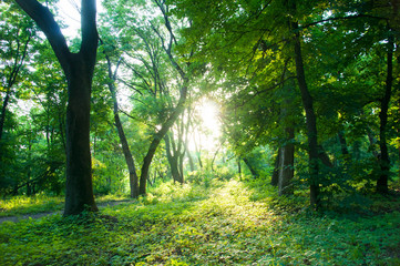 Green trees in the forest. The sun's rays make their way through the foliage. Thick trunks. Sunset