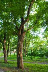 Green trees in the forest. The sun's rays make their way through the foliage. Thick trunks. Sunset