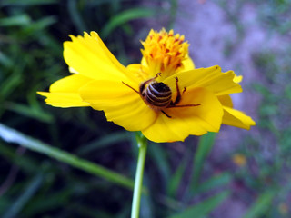 bee on a yellow flower