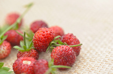 close  on fresh wild strawberries on natural  fabric background