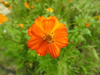 orange flower in the garden