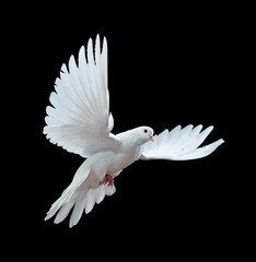 Fototapeta na wymiar Flying white doves on a black background