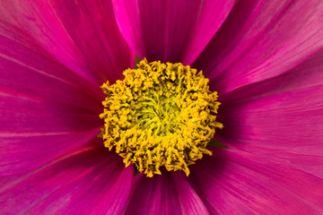 Centered view macro shot on pink cosmea flower