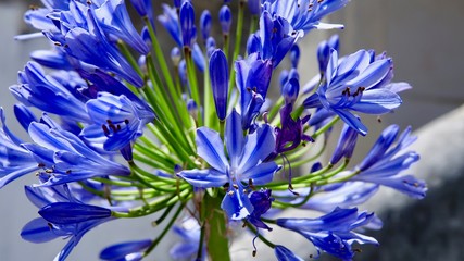 Sternlilie von Knospe zur Blüte © Omm-on-tour