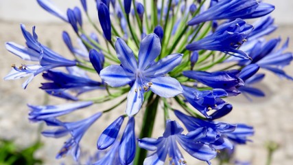 Sternlilie von Knospe zur Blüte © Omm-on-tour