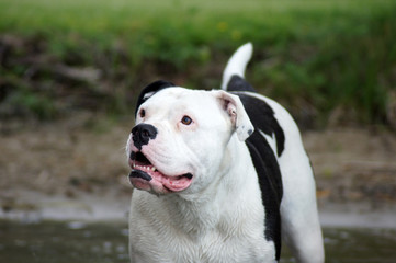 Hund beim Baden im See