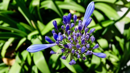 Sternlilie von Knospe zur Blüte © Omm-on-tour