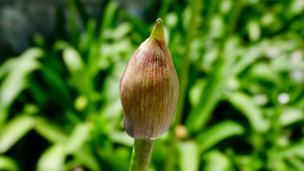 Sternlilie von Knospe zur Blüte © Omm-on-tour
