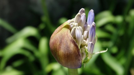 Sternlilie von Knospe zur Blüte © Omm-on-tour