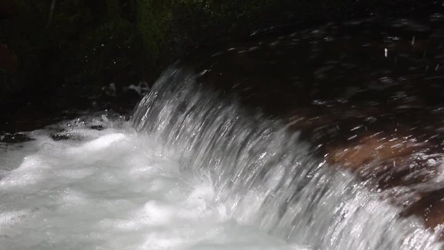 Closeup of Sockeye (Red) Salmon jumping up the waterfall of the fish weir at Bear Creek in Alaska; fish weir helps to manage salmon population in Cook Inlet region