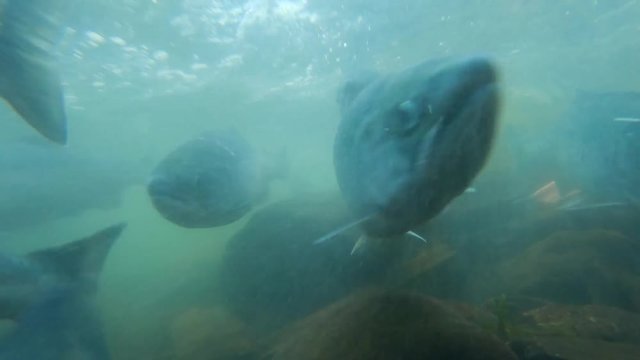 Underwater view;  Sockeye (Red) Salmon swimming upstream towards Bear Lake near Seward Alaska