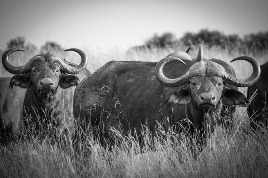 Cette photo a &eacute;t&eacute; prise lors de mon voyage de noce en &eacute;t&eacute; 2018. Elle repr&eacute;sente deux buffles dans la savane africaine en train de manger.