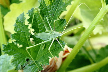 stick insect