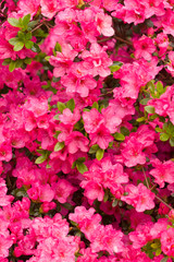 Close up on the beautiful Azalea (Rhododendron) Kiusianum Rauschenstein at the Botanical Garden Berlin-Dahlem, Germany