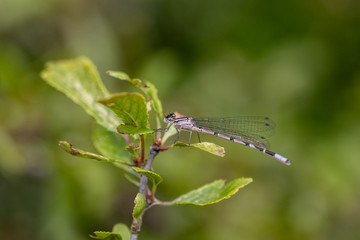 dragonfly on a leaf close up 