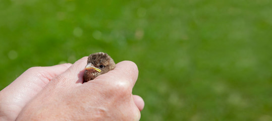 Spatz in der Hand