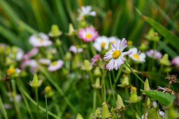 daisies in grass
