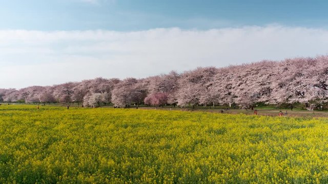 Cherry Blossoms over Fields of Rapeseed Blossoms and People Enjoying the Flowers (time lapse/zoom out): Shot at Gongendo, Satte City, Saitama Pref., Japan