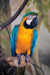 Portrait of a colorful parrot