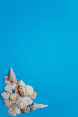 Fototapeta na wymiar Exotic Seashell Pile Tropical Composition Flat Lay
