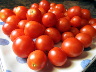 fresh tomato harvest