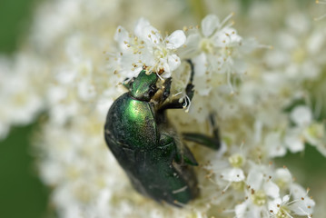 Beautiful pearl beetle bronzovka on white spring flowers