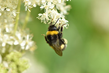 Little hardworking striped black and yellow bumblebee on a white spring flower