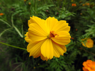 yellow summer flower