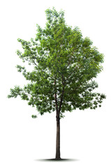 Fototapeta premium Tree