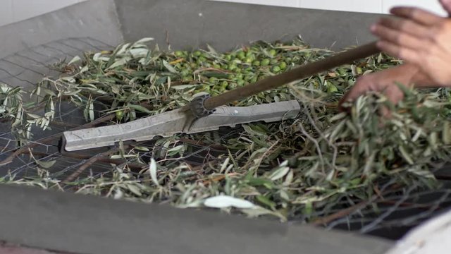 olives in the defoliator. Olive oil production in south of italy