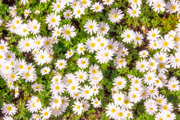 Field chamomiles flowers . Beautiful nature scene