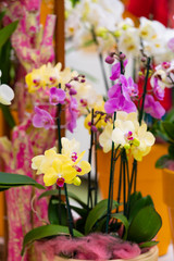 beautiful Phalaenopsis orchid flowers. beautiful flowers