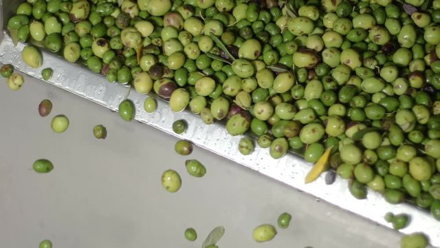 Olive Oil production process: olives falling in the crusher-slow motion