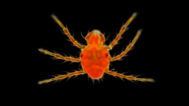 red mite under the microscope, ticks larva Limnochares aquatica, usually lives in standing bodies of water, feeds on Chironomidae larvae, leads a creeping way of life