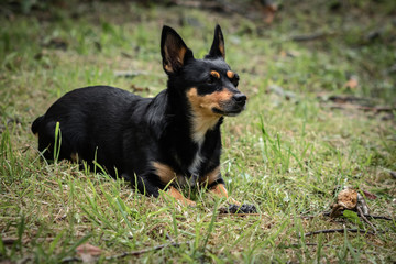 funny portrait of a black dog with a mouse in its mouth,proud