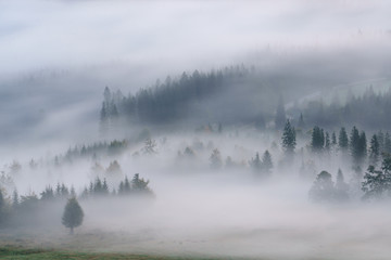 Foggy landscape with fir forest in hills.