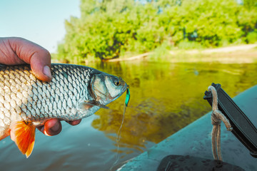 Chub fish caught on spoon-bait.