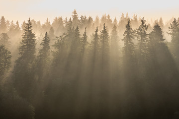 Sun rays through pine forest in morning fog.
