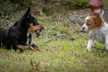 funny portrait of a black dog with a mouse in its mouth, sitting in grass, and a baby brittany spaniel dog in front of him, face to face, wishing his mouse, man's hand preventing baby dog taking it