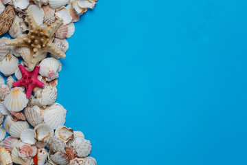 Summer Time Concept With Sea Shells And Starfish On A Blue Background