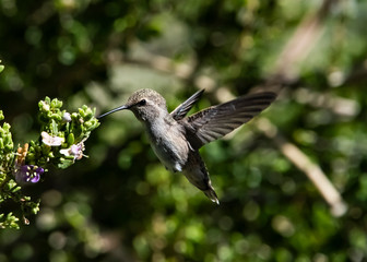Fototapeta na wymiar Costa's Hummingbird (Calypte costae) Feeding in Flight