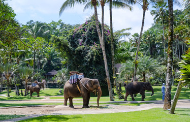 Elephant in safari park. Elephant Park in the jungle on the island of Bali