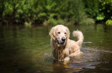 The Golden Retriever