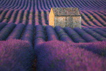 Naklejka premium France Provence Lavender