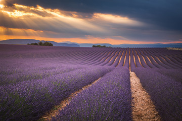 Naklejka na ściany i meble France Provence Lavender