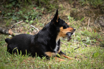 funny portrait of a black dog with a mouse in its mouth,proud